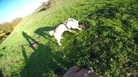 How To teach A "Excited" Dog To SIT...