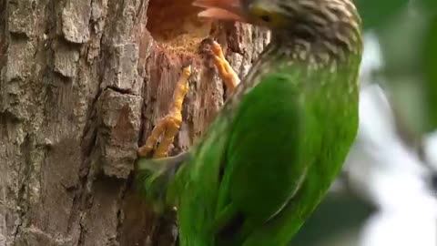 Wildlife