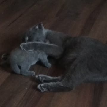 British mom cat washes her kitten early in the morning
