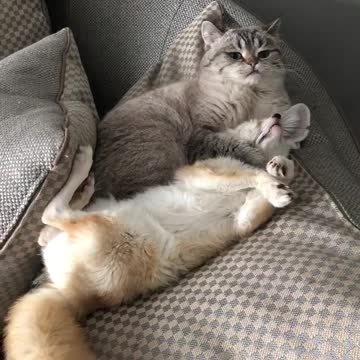 Gato le da a un zorro un enorme abrazo