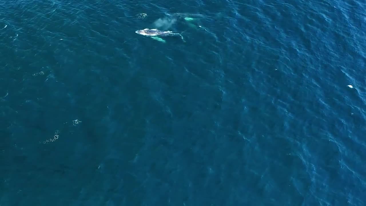 Sound of blue whale scary & water sound