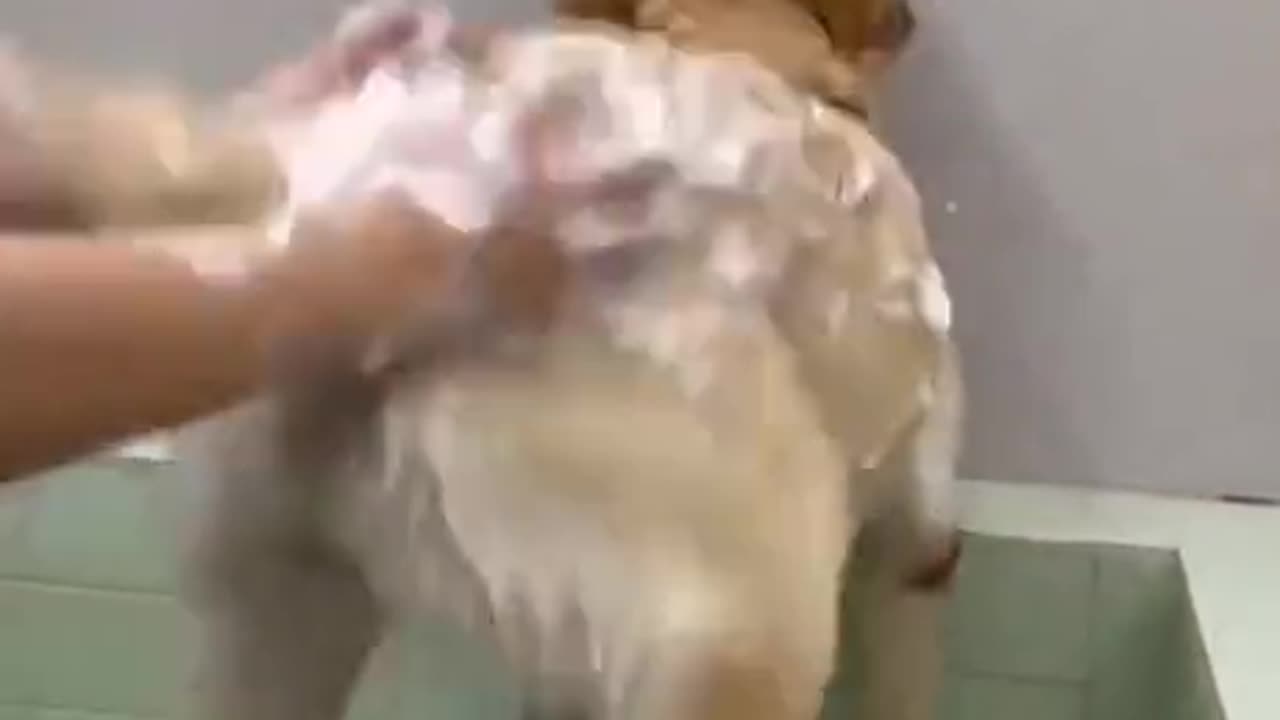 Dog Has Funny Reaction When Being Washed #doglife #dogfunny