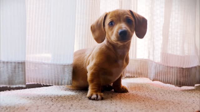 Funny Dog Lost In the Camera