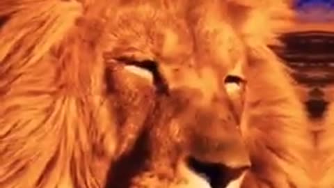 Lion 🦁 forest king