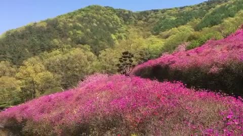 wonderful flowers
