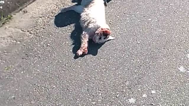 cat dies run over