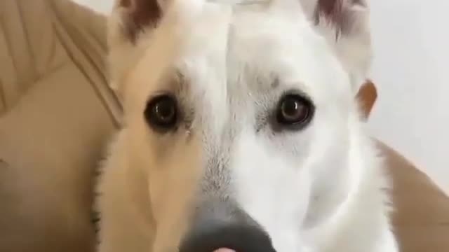 .A white dog with ears up.