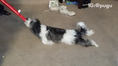 Black and white dog dragged across carpet by red towel