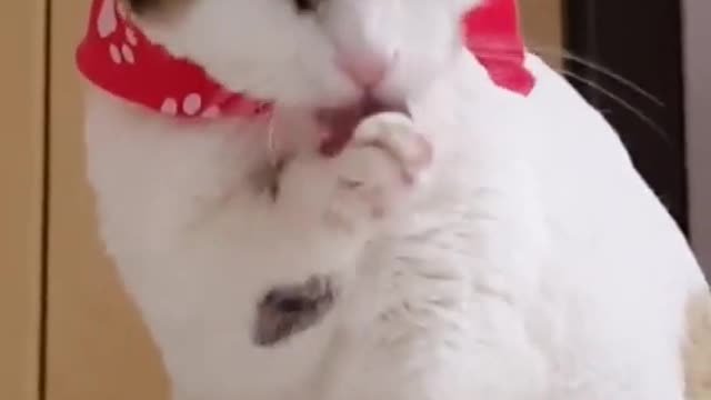 A cute cat new play time video by funny cat videos 2021 #Shorts play cat funny####