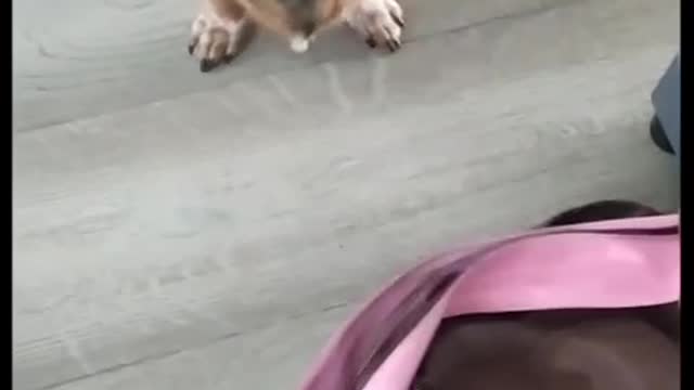 How dog welcomes mum in the morning