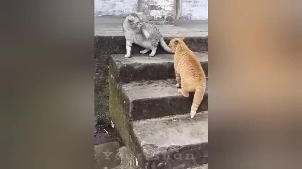 When you have a best friend named cat funny Animals Moments 2024