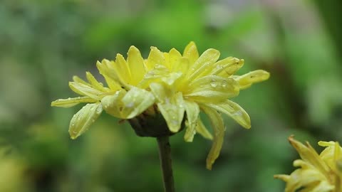 Flowers, music , Leaves & Rain - HD Video of Rain Falling on Flowers