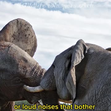 Elephants don t like noice #short #elephants #shorts #shortvideo