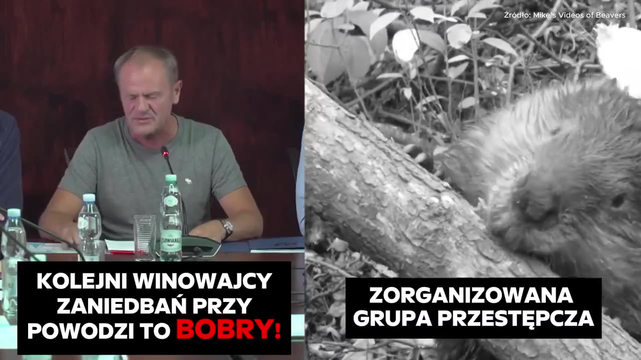 Według Tuska to bobry są winne i ?