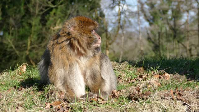 The Barbary ape