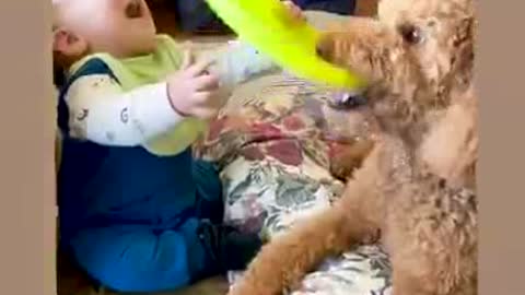 Funny dog and funny baby video.