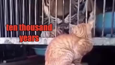 Cats slapping giant animals