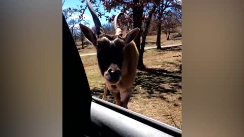Funniest Moments Baby Animals Life Funny Pets