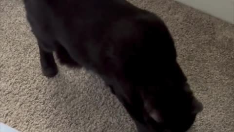 Cute Precious Piper Inspects the Sheet - Adopting a Cat from a Shelter Vlog #shorts