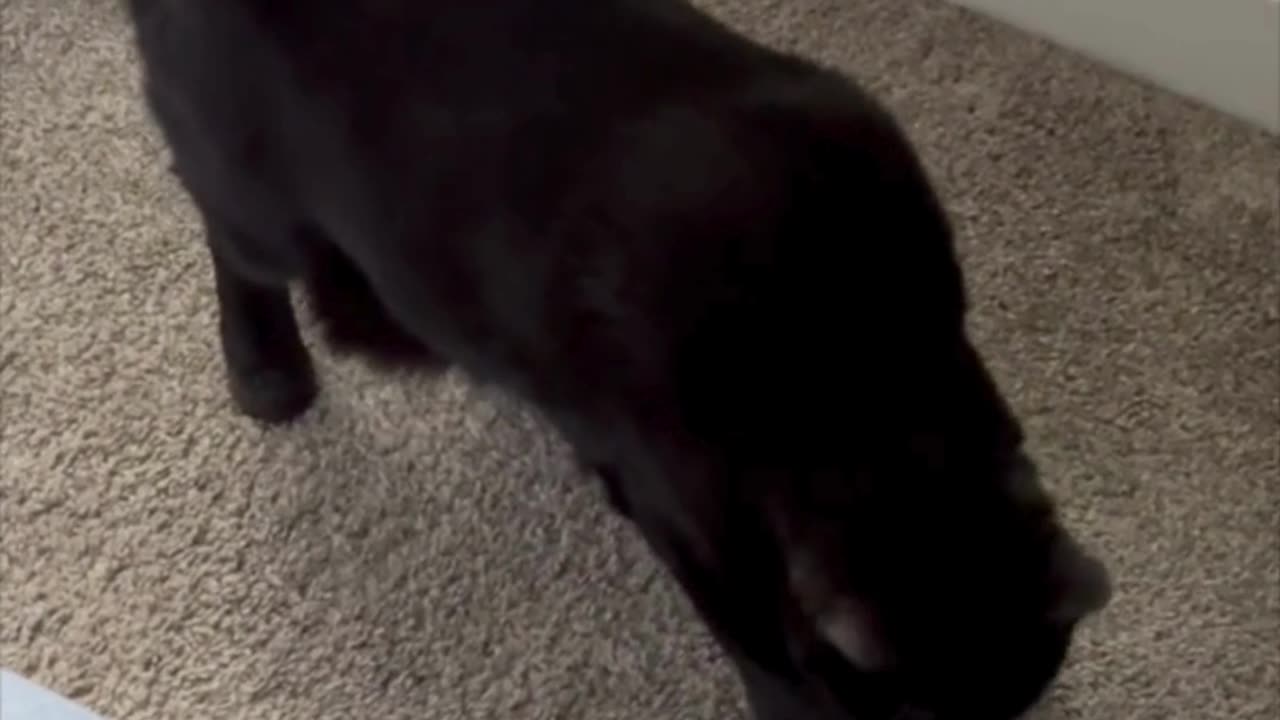 Cute Precious Piper Inspects the Sheet - Adopting a Cat from a Shelter Vlog #shorts