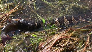 Water Snake Enjoys Catfish for Lunch