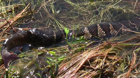Water Snake Enjoys Catfish for Lunch