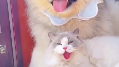 all three of them became one sole doing this😂❤