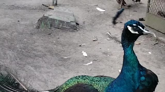 Cute Peacock 🦚 By Kingdom of Awais