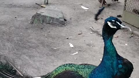 Cute Peacock 🦚 By Kingdom of Awais