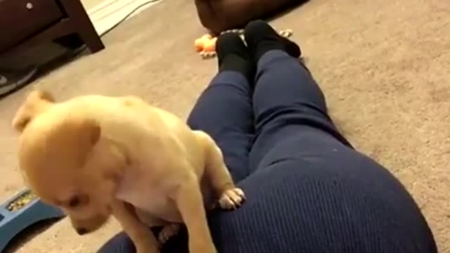 Vibes puppy falls asleep on girl s butt