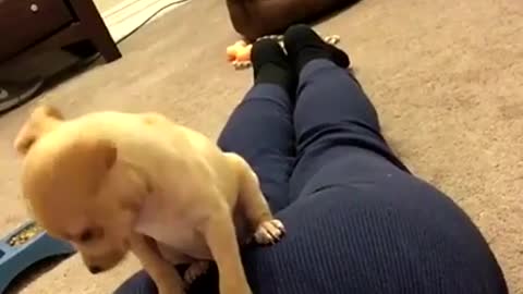 Vibes puppy falls asleep on girl s butt