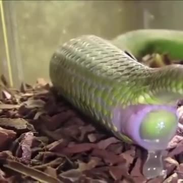 The snake gives birth in the forest