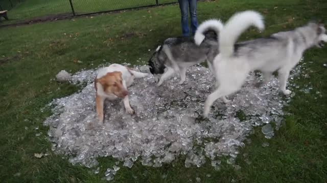 Huskies se niegan a dejar una piscina con hielo