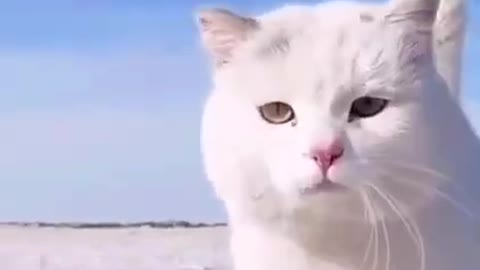 Funny Animals Video