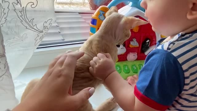 A cat can be best friend for baby like dogs