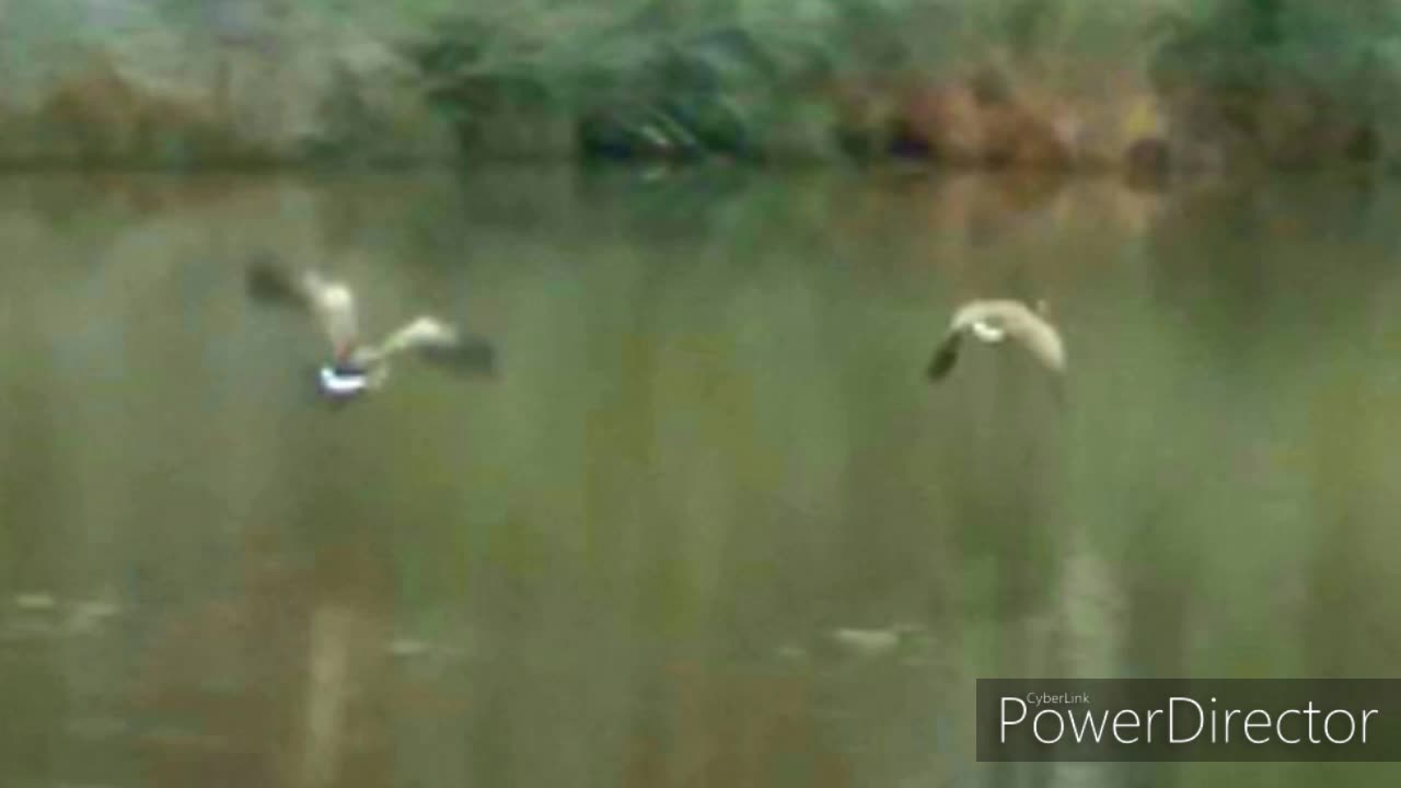 Visitors to the pond