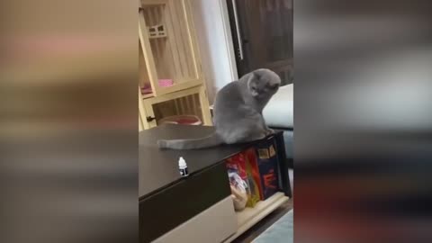 Funny cat is trying to drop a bottle on the table