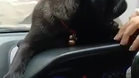 Cute pug not getting out from carpug puppy won't go outside from car