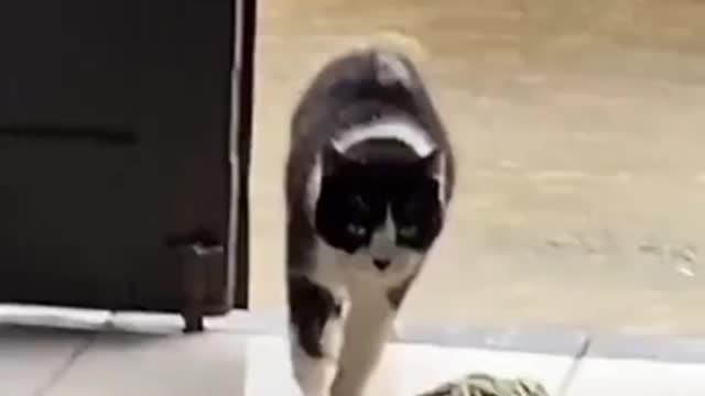 this cat deservs an oscar