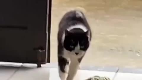 this cat deservs an oscar