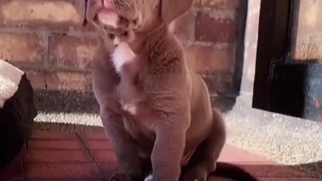Spirit Puppy. dog. Funny cute pet.