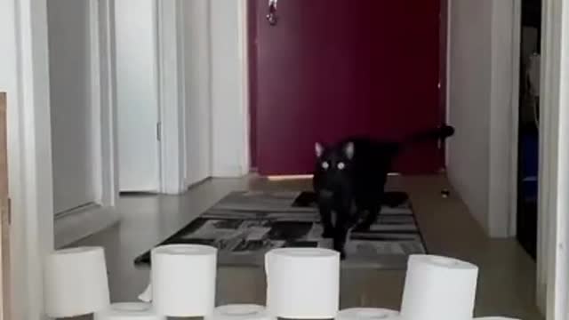 cat#short