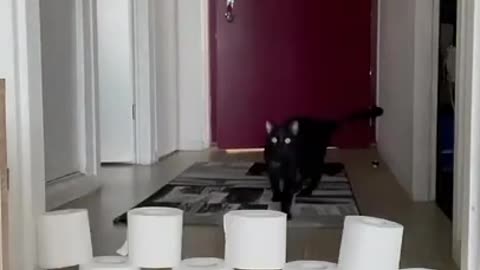 cat#short