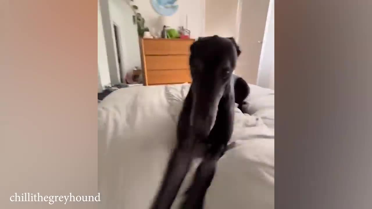 New Funny Animals 2023 😄 Funniest Dogs 😹🐶