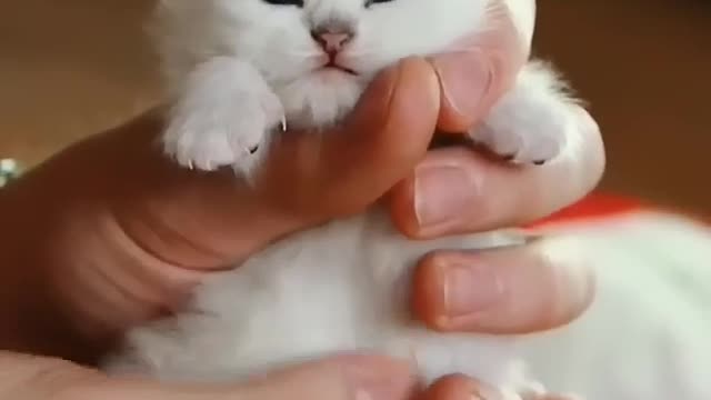 A cat with big hands