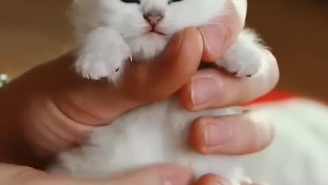 A cat with big hands