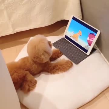 dog house. mattress. laptop . Internet. cartoon movies. and games. See for yourself.