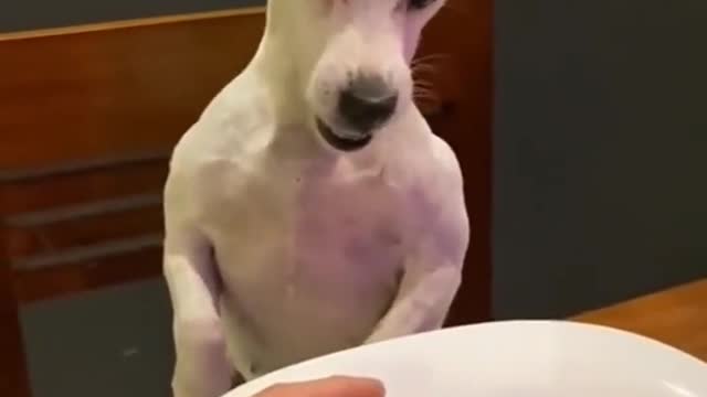 Perro se enfada por su menú de hamburguesa!