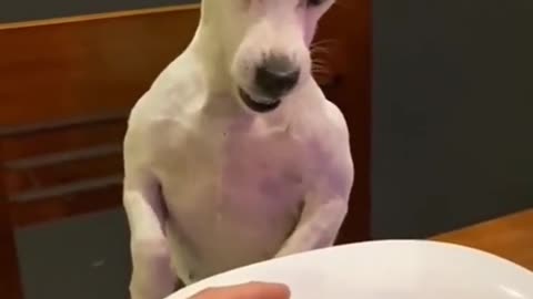 Perro se enfada por su menú de hamburguesa!