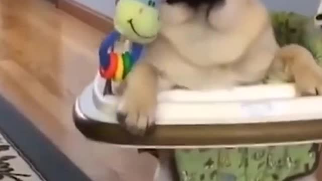 Funny dog
